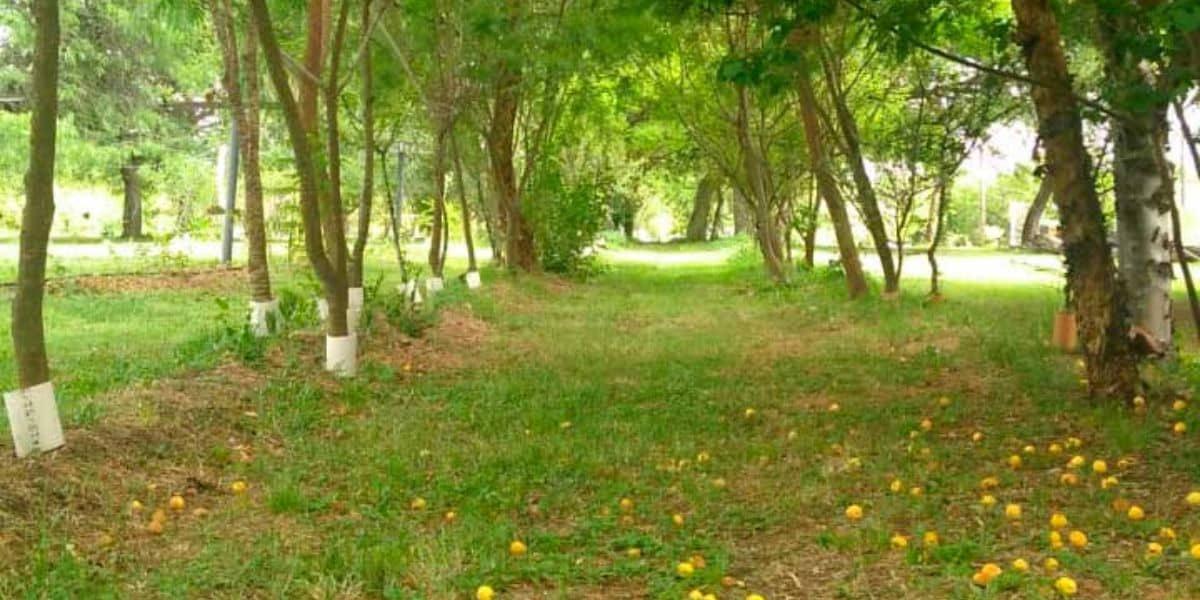 frutales-la-quinta-resort