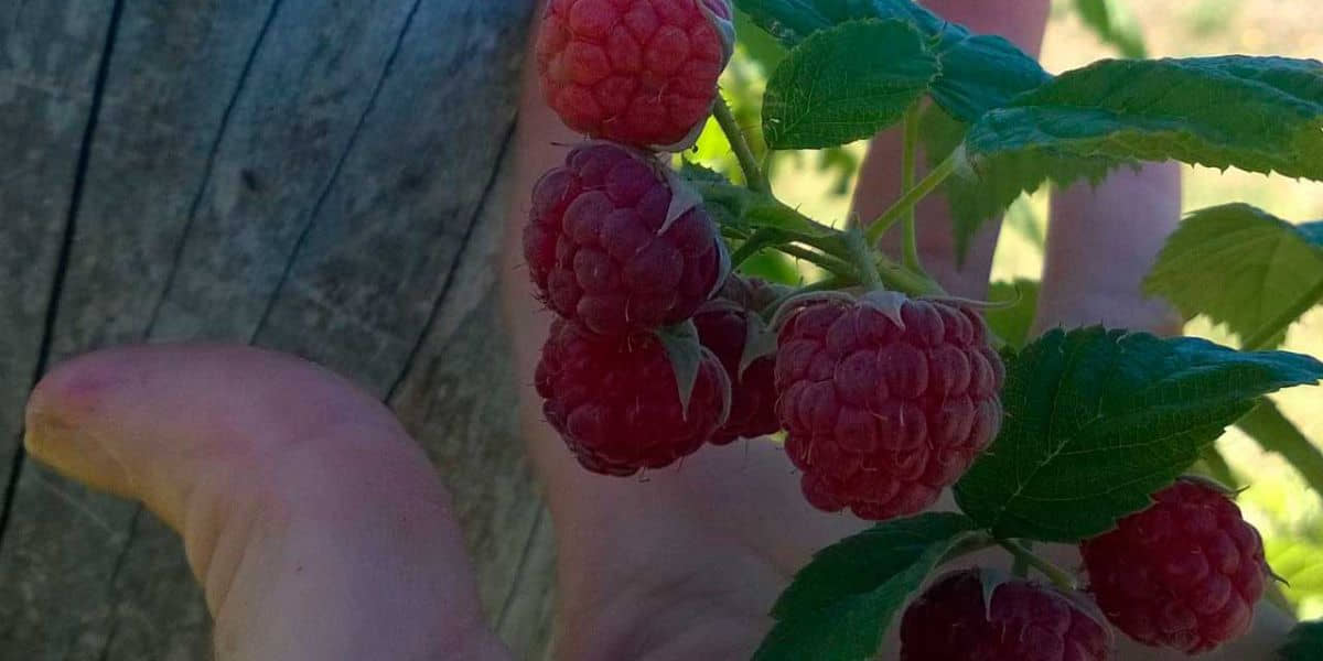 frutillas-merlo-san-luis-la-quinta-resort