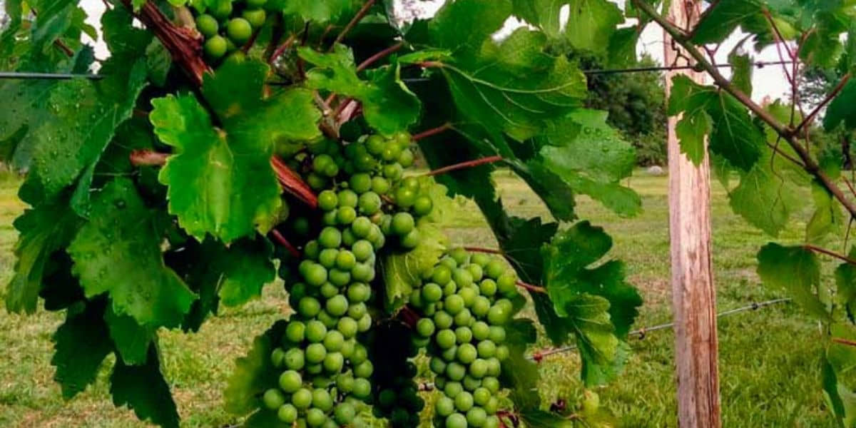 uvas-la-quinta-resort