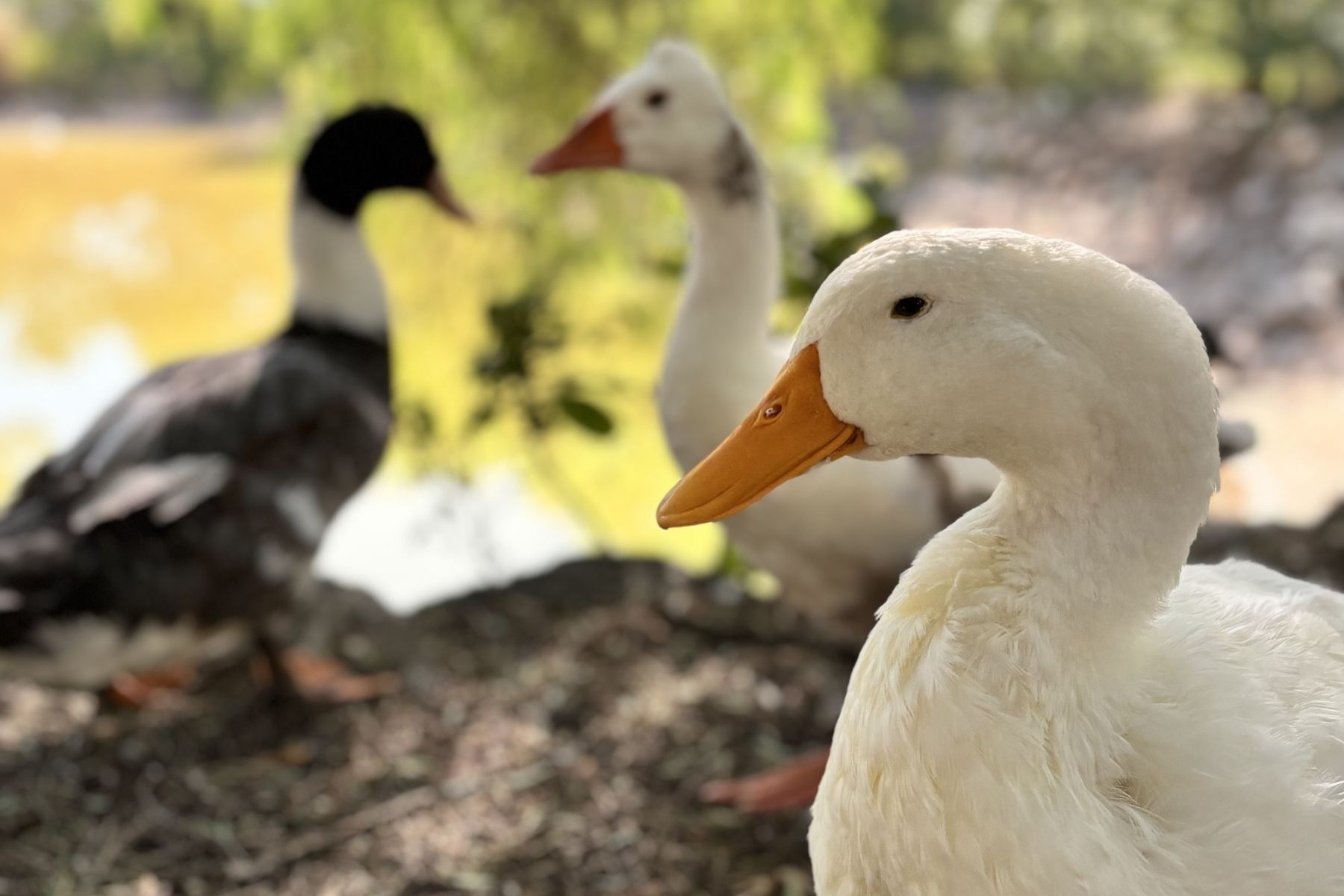 Cabaña con lago y patos en Merlo, San Luis