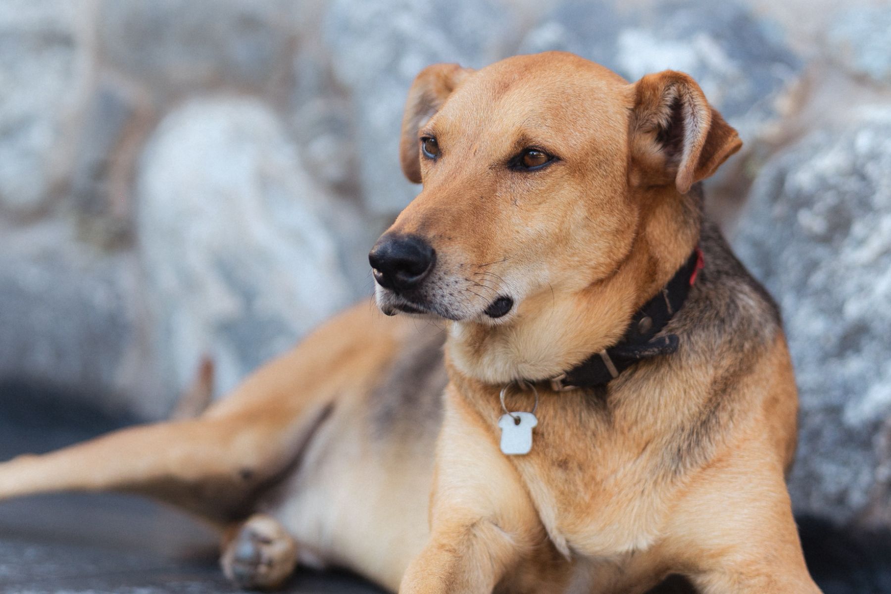 Cabañas pet friendly en Merlo, San Luis