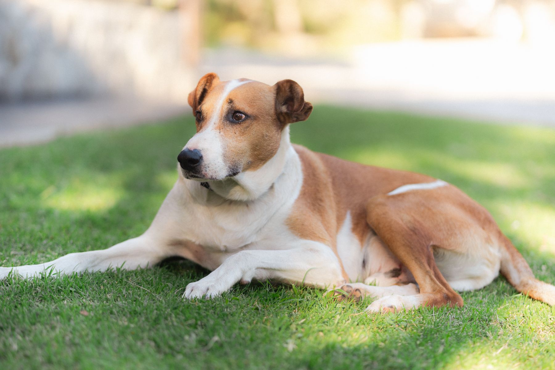 complejo-de-cabañas-pet-friendly
