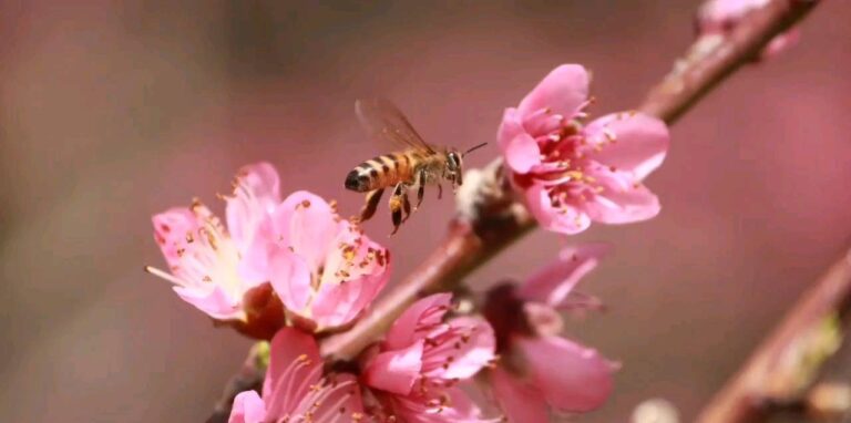 Duraznero en flor con una abeja en el parque de La Quinta Resort