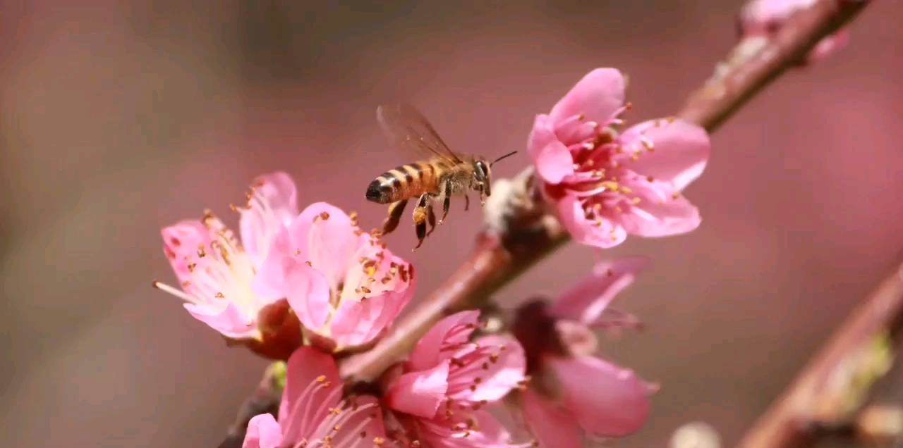 duraznos-en-flor-y-abeja