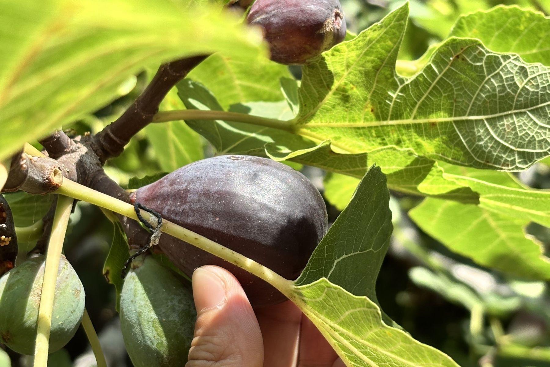 Frutales de hijo en complejo turistico