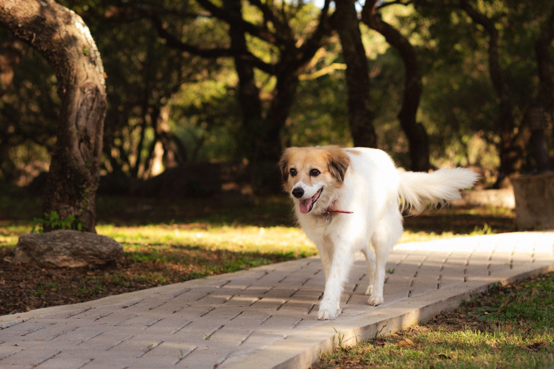 la-quinta-resort-pet-friendly