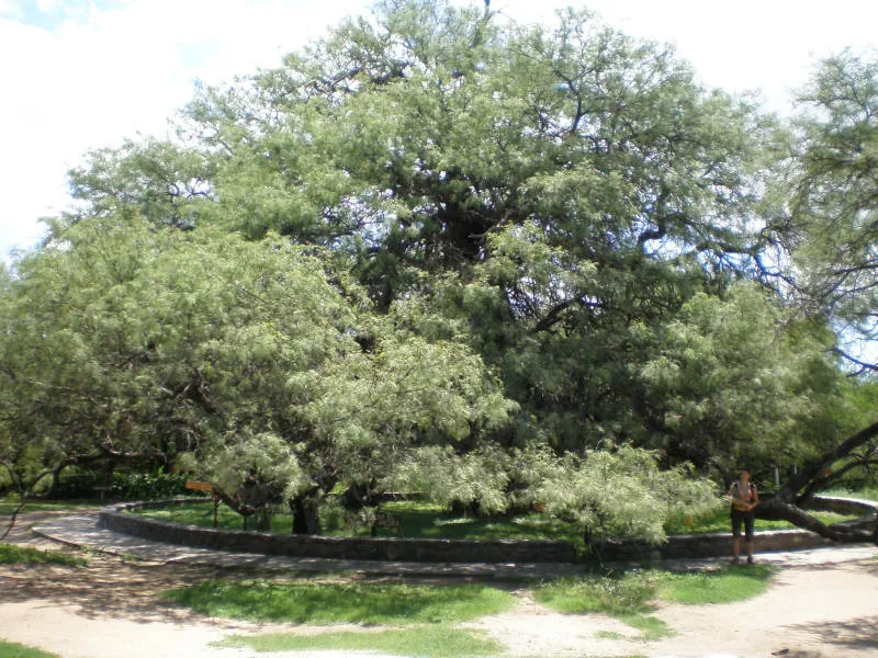 Algarrobo Abuelo, árbol de más de 800 años cerca del centro de Merlo, San Luis