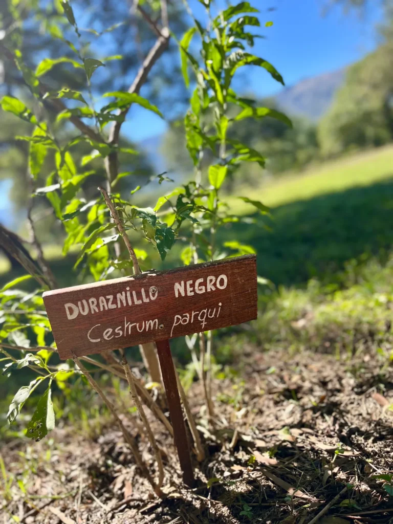 Cartel del duraznillo negro en el paseo de los sentidos