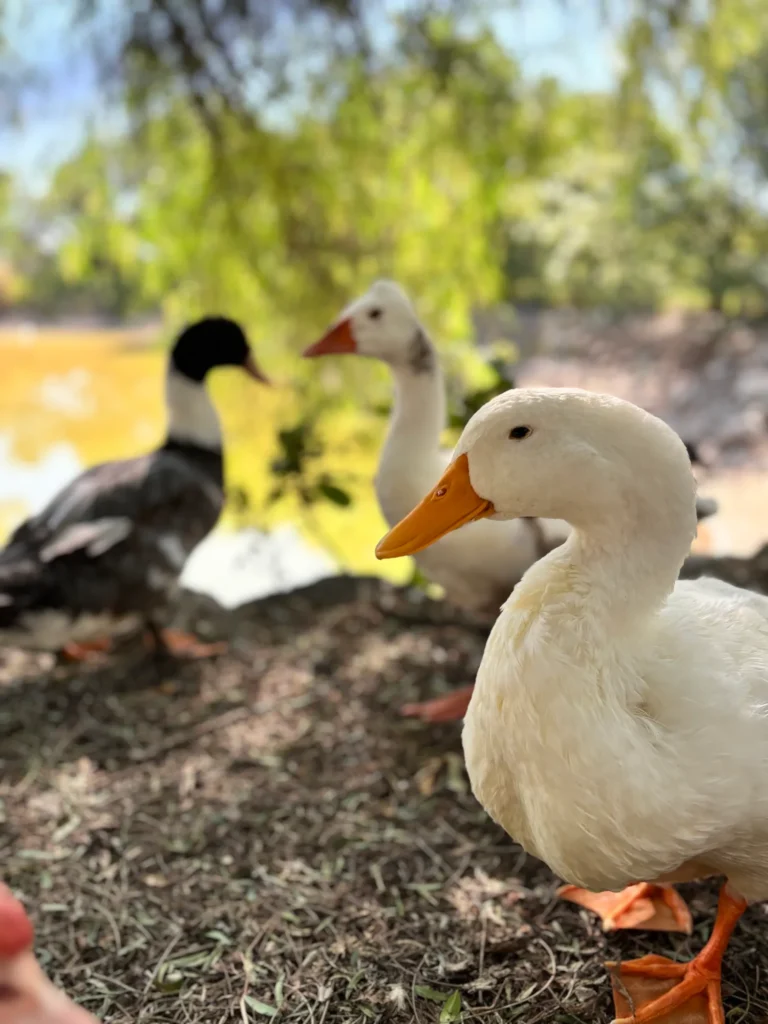 Patos en la represa de La Quinta Resort