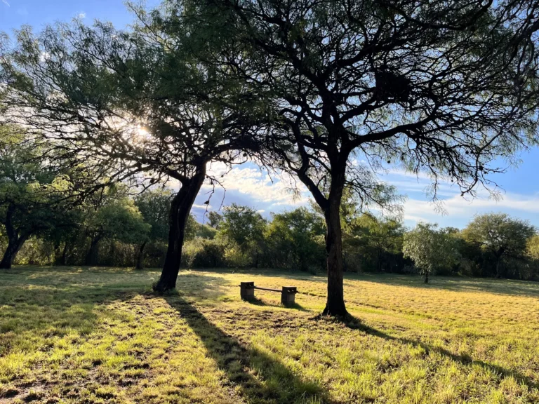 Rincón del parque con árboles nativos